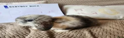 Mini Lop rabbits for sale: Stunning Mini Lops from Keeper's Mini Lops  - Advert 10
