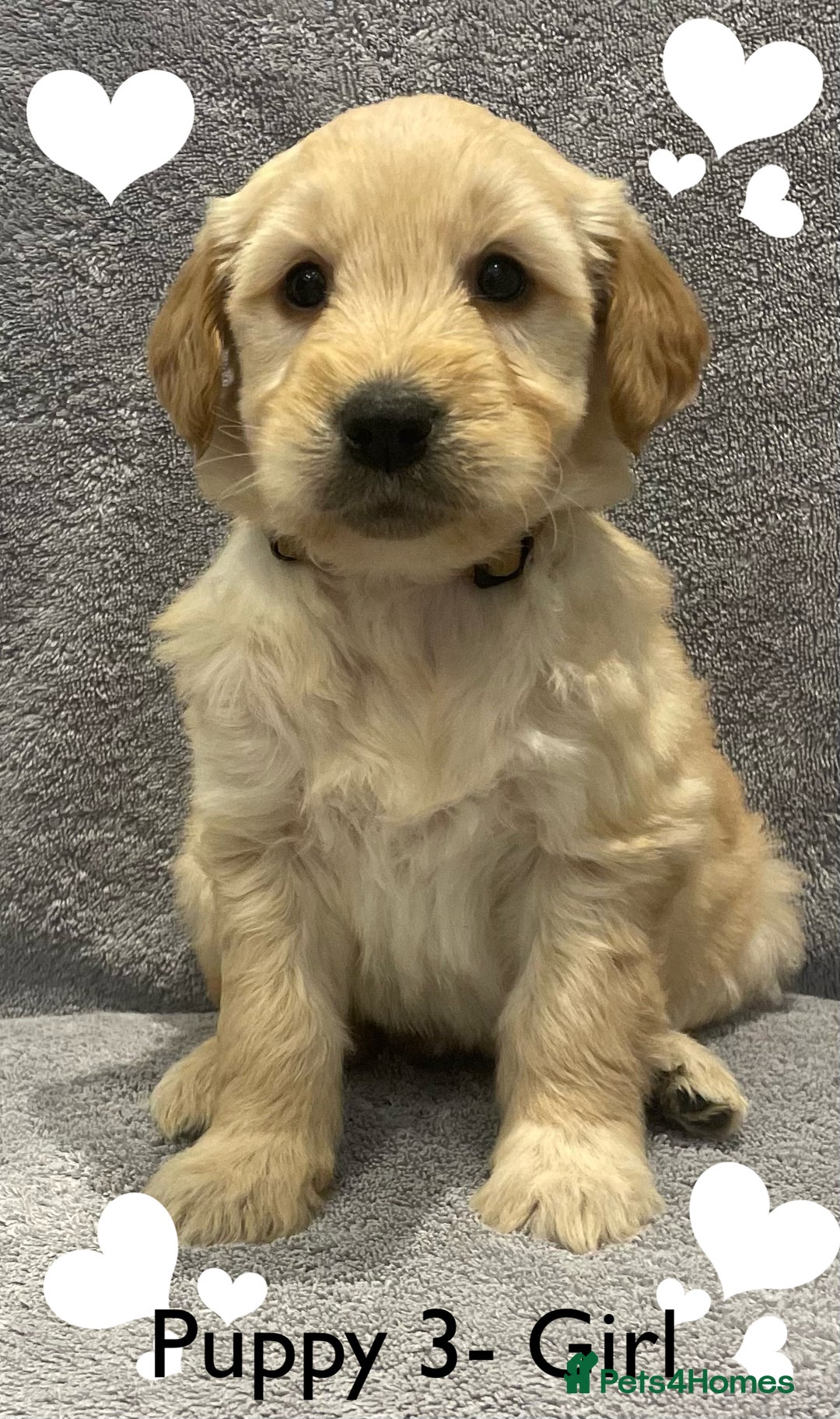 Goldendoodle dogs for sale: Gorgeous F1b Goldendoodle Puppies - Advert 3