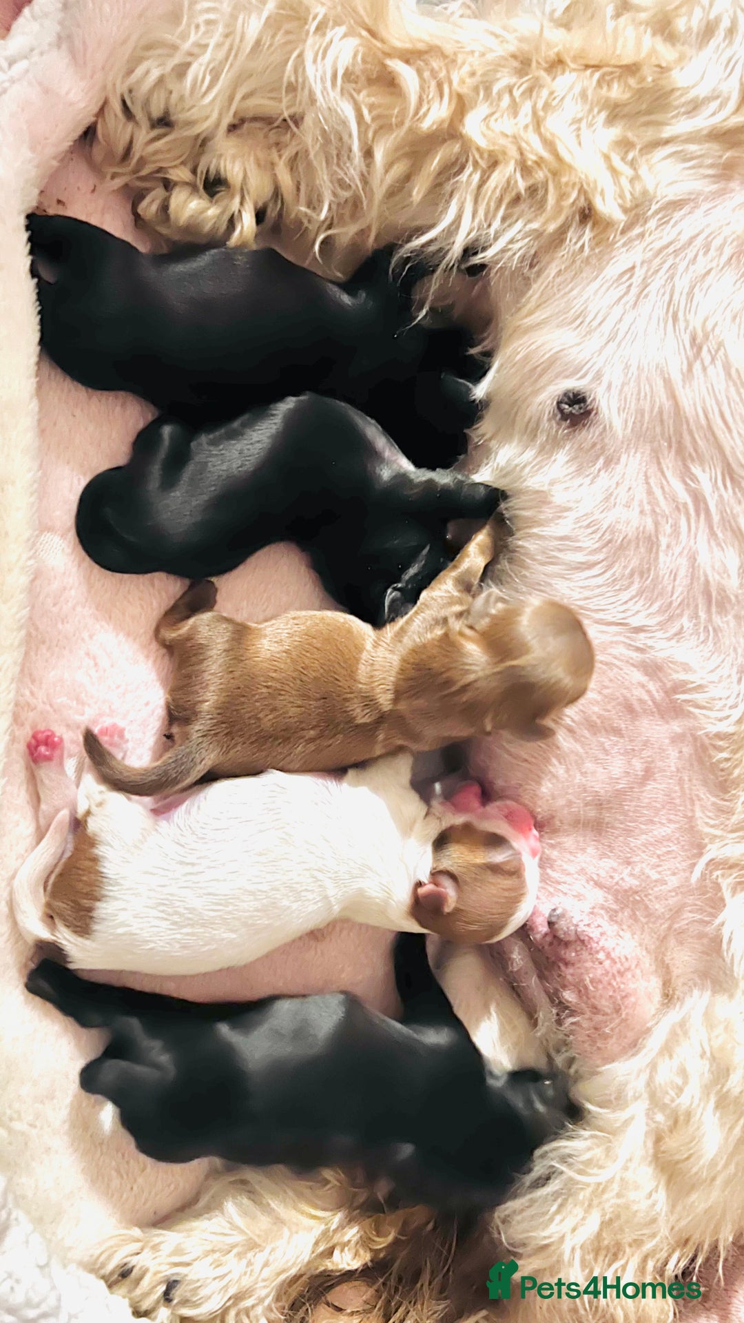 Shih Tzu dogs for sale: Shih Tzu Puppies - Advert 2