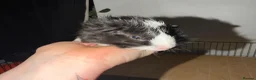 Guinea Pig rodents for sale: 3x male guinea pig babies  - Advert 4