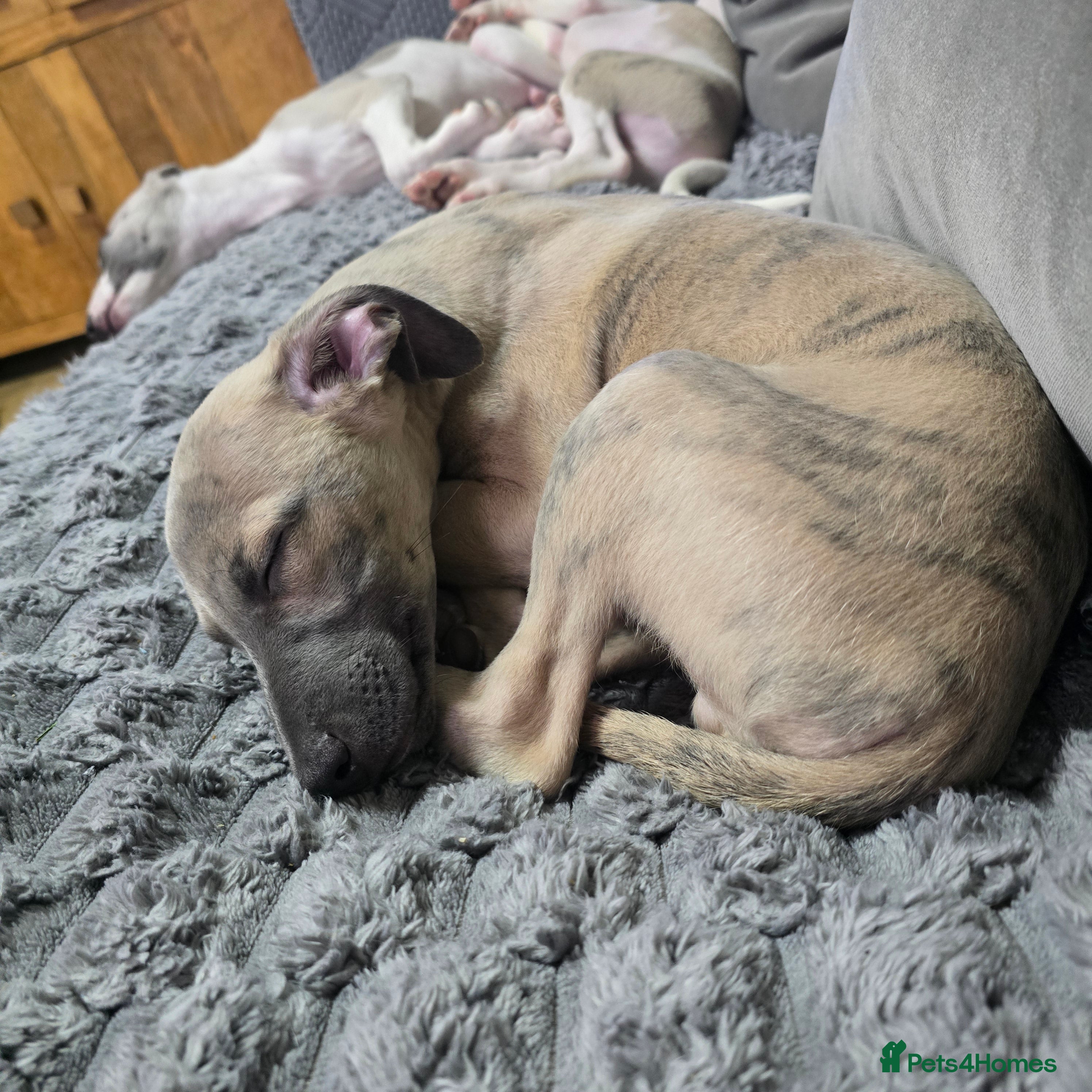 Whippet dogs The 4 most precious!Kc boys wippets 🐶    - Advert 2