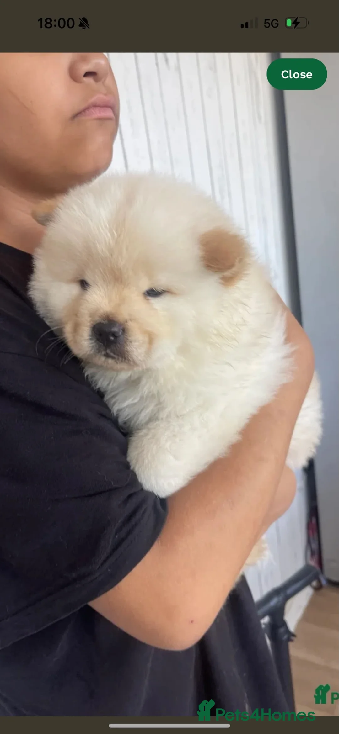 Chow Chow dogs for sale: Chow chow puppy  - Advert 2