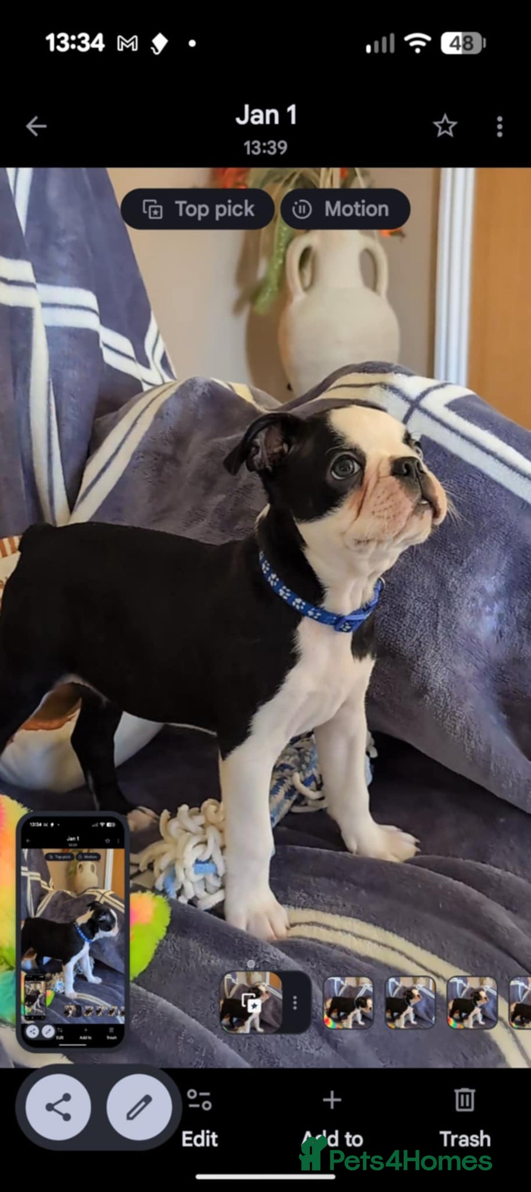 Boston Terrier dogs for sale: Last Boston Terrier puppy available. - Advert 3