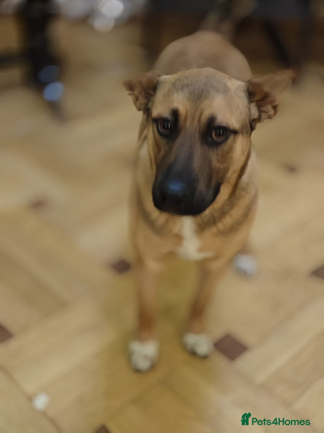 Mixed Breed dogs for adoption: 💙Lord — amazing  8-month-old medium boy💙 - Advert 7