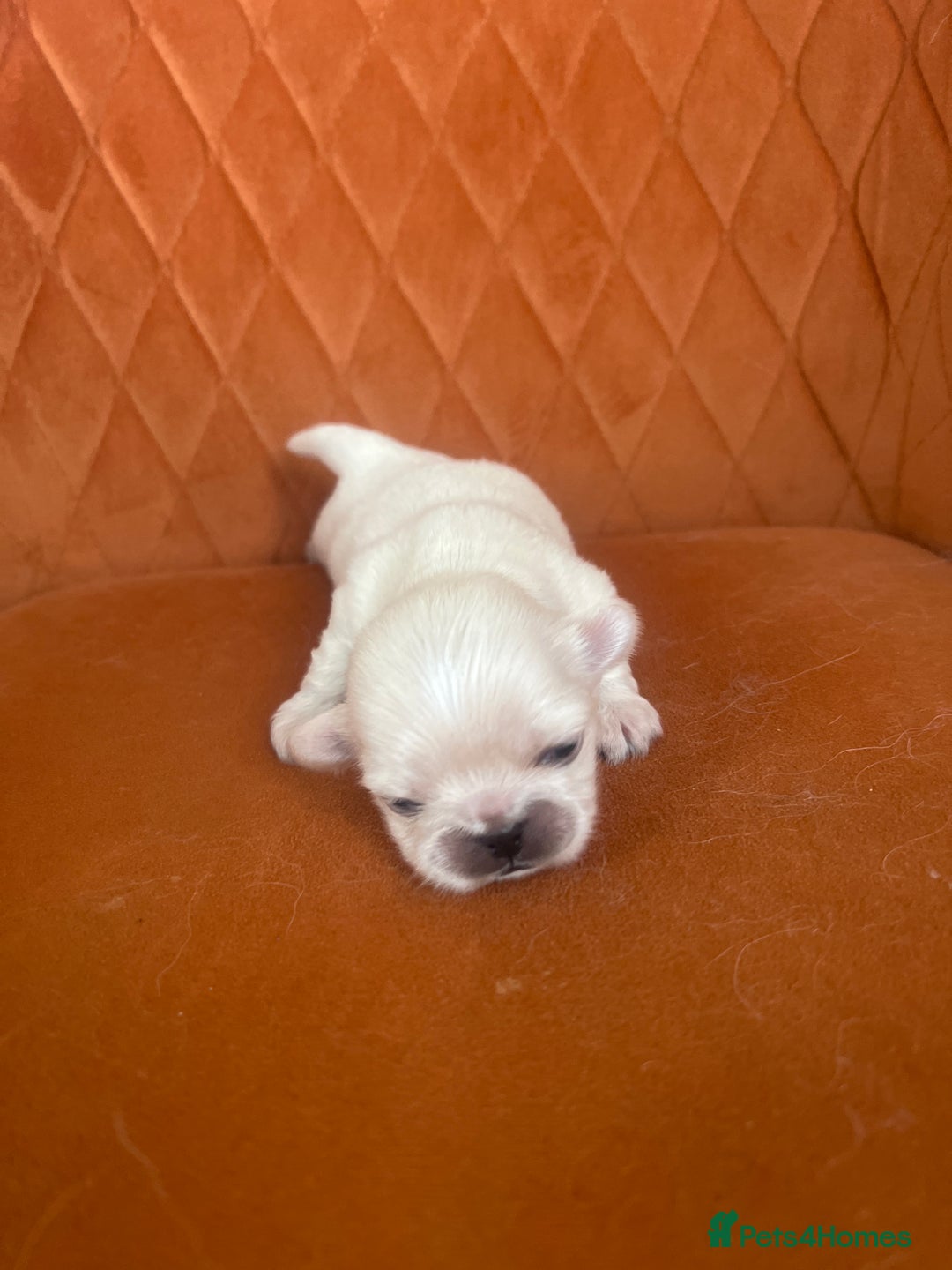 Pekingese dogs for sale: Pekingese  - Image 5