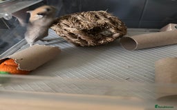 Gerbil rodents for sale: Gerbil for sale  - Image 2