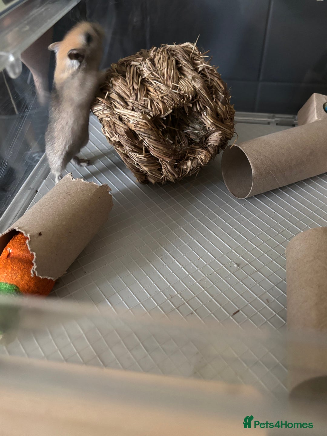 Gerbil rodents for sale: Gerbil for sale  - Image 2