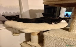 Mixed Breed cats for sale: Pet kittens (Sold) - Image 1