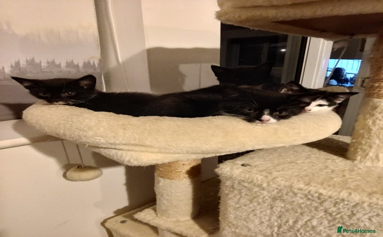Mixed Breed cats - Advert 16