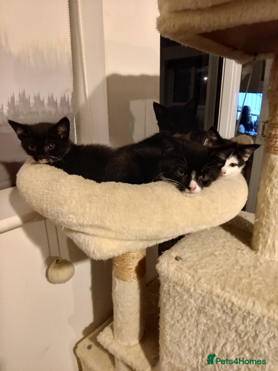 Mixed Breed cats for sale: Pet kittens (Sold) - Image 1