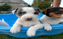 Jack Russell dogs for sale: 5 Jack Russell Puppies - Image 12