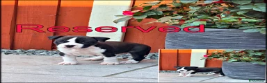 Staffordshire Bull Terrier Puppy 7