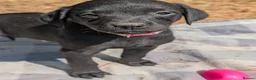 Mixed Breed dogs for sale: Beautiful Lab x rotty pups  in Exeter - Advert 7