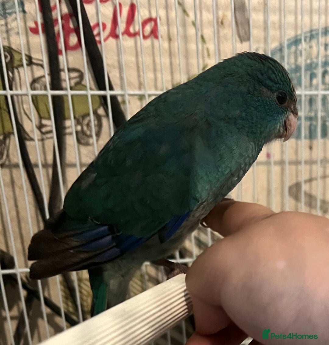 Parakeets birds for sale: Young female kakariki  - Advert 3