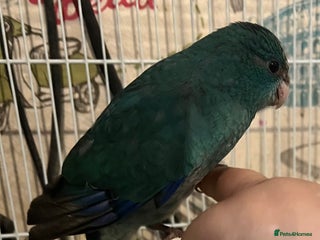Parakeets birds - Advert 5