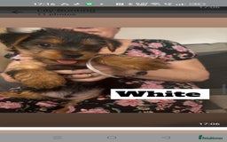 Yorkshire Terrier dogs for sale: Yorkshire Terrier puppies one boy and one girl. in Southampton - Image 7