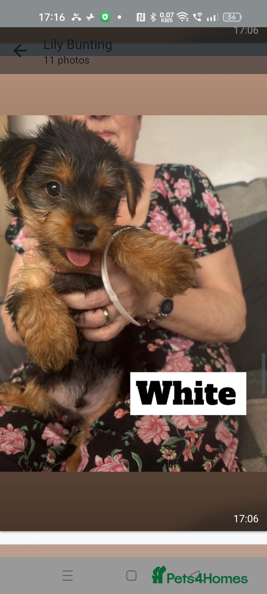 Yorkshire Terrier dogs for sale: Yorkshire Terrier puppies one boy and one girl. in Southampton - Image 7