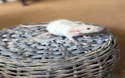 Rat rodents for sale: Ready to leave. Dumbo. Rex. Siamese.  - Image 4