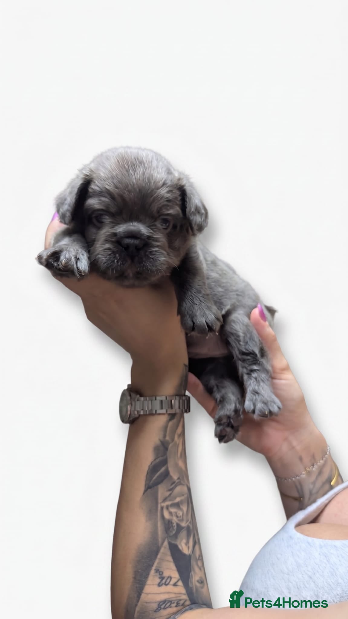 French Bulldog dogs Fluffy French Bulldogs - Advert 2
