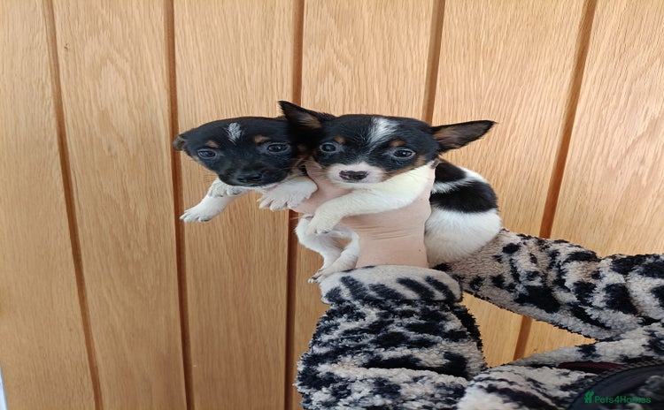 Jack Russell dogs - Advert 2