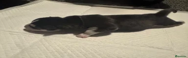 Siberian Husky 4