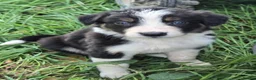 Border Collie dogs for sale: 8 Absolutely stunning Puppies Looking for new home in Montgomery - Advert 20