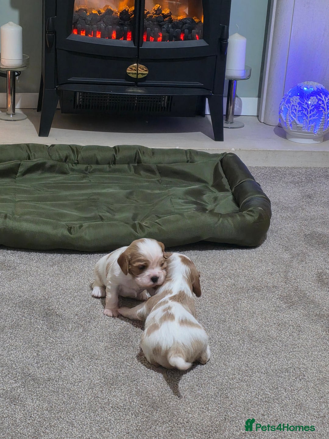 Cavalier King Charles Spaniel dogs for sale: Cavalier king charles puppies  - Advert 21