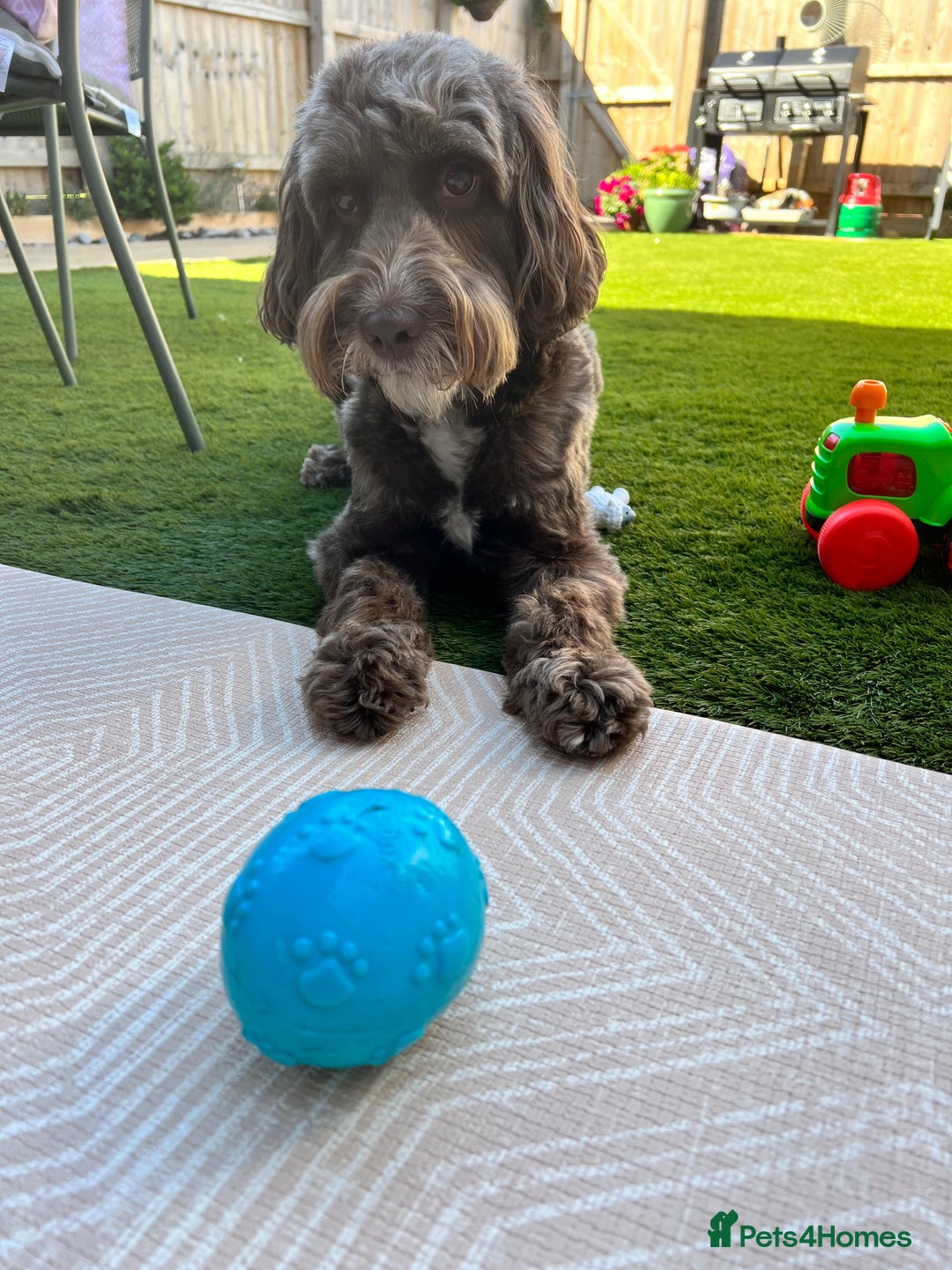 Cockapoo dogs for sale: 7 year old male cockapoo needs a new home  - Image 5