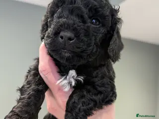 Cavapoochon dogs CAVAPOOCHON PUPPIES F1 - Advert 1