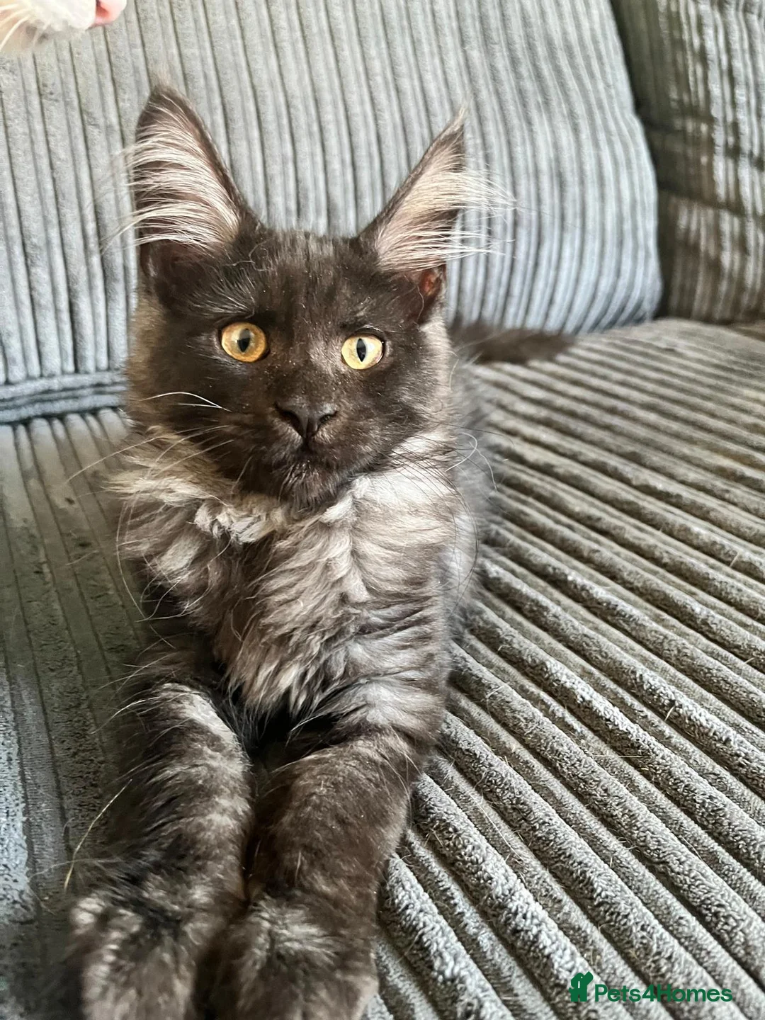 Maine Coon cats for sale: Absolutely Stunning Silver Maine Coon Kitten TICA - Advert 2