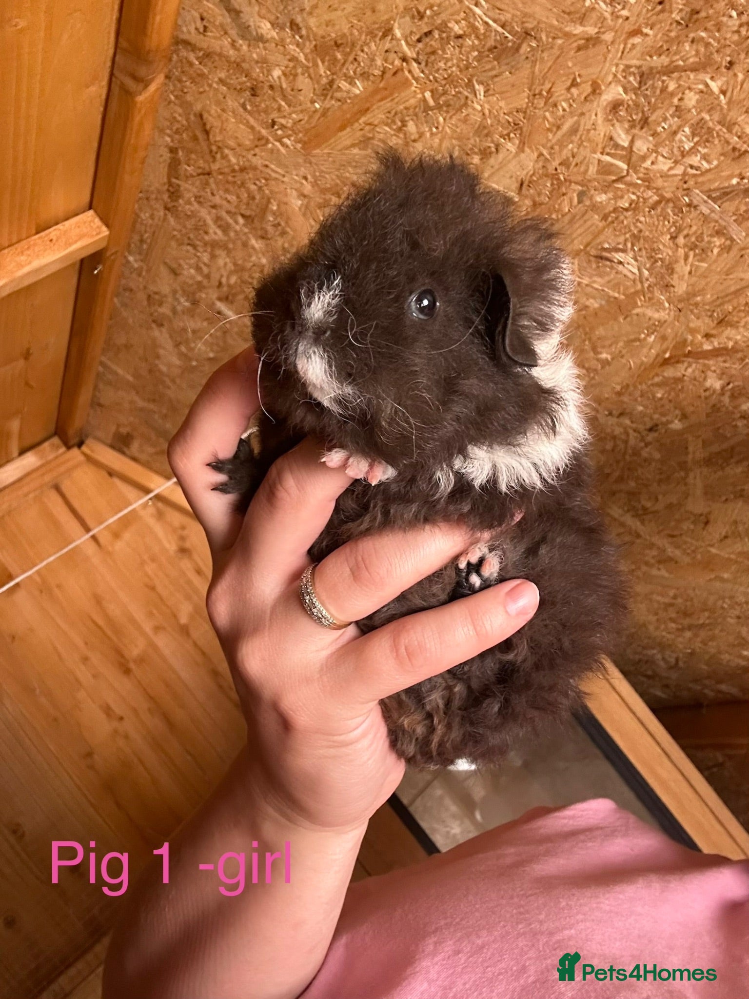 Guinea Pig rodents Guinea pig babies  - Advert 1