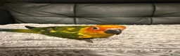 Conures birds for sale: Selling handreared baby sun conures  - Advert 5