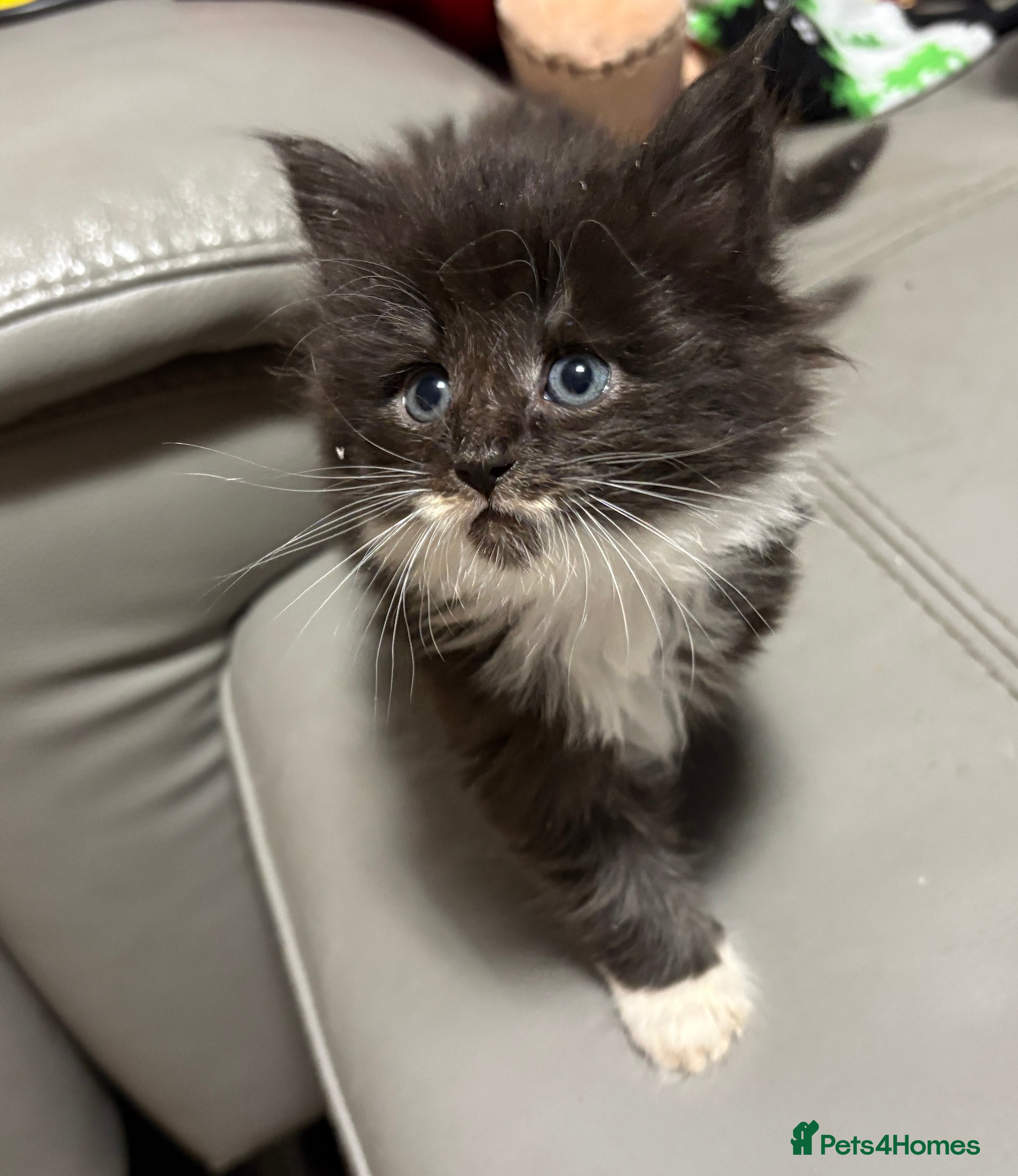 Maine Coon cats Maine coon boy mixed Siamese  - Advert 1