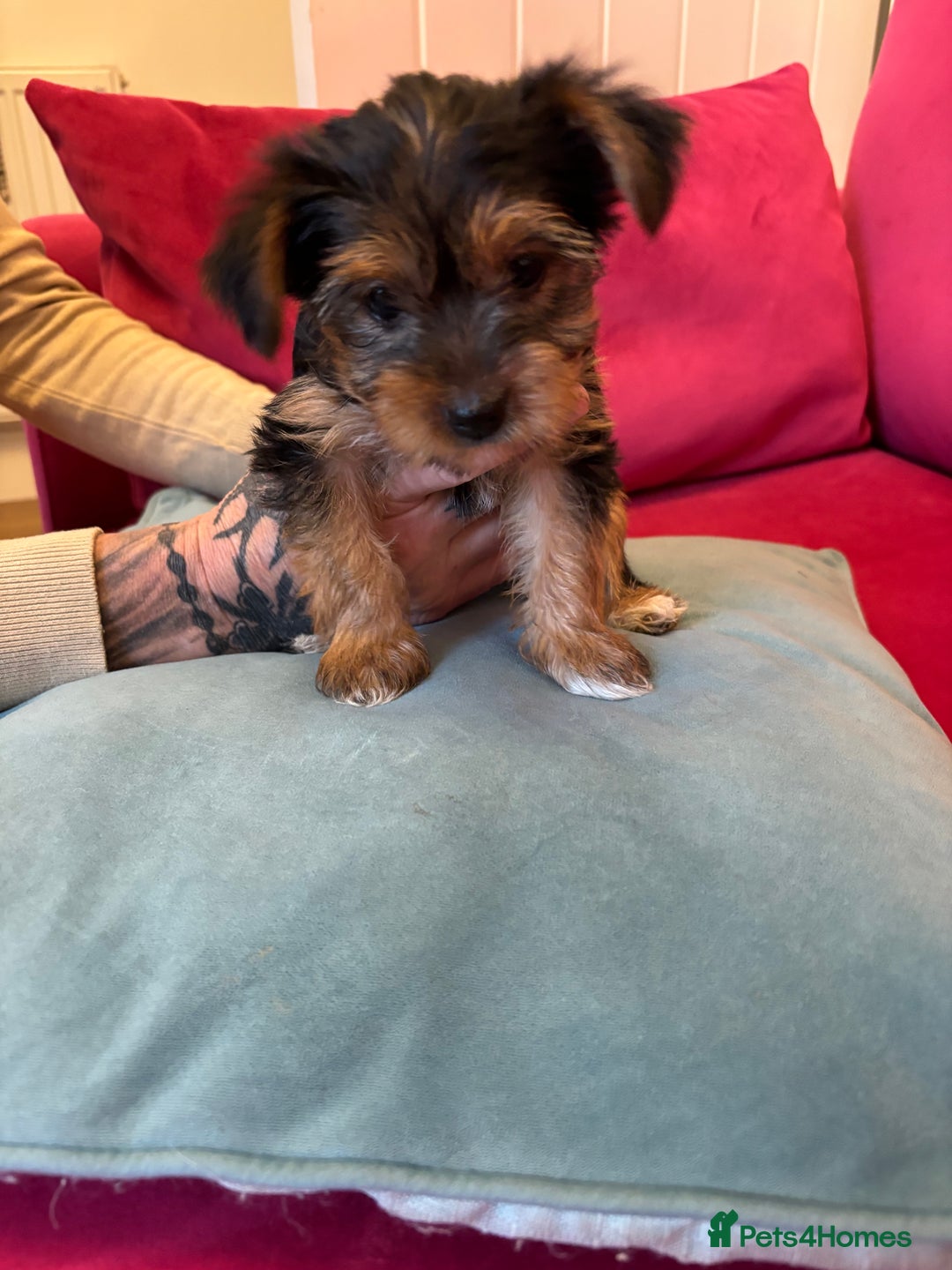 Yorkshire Terrier dogs for sale: Yorkshire Terrier Pups - Image 4