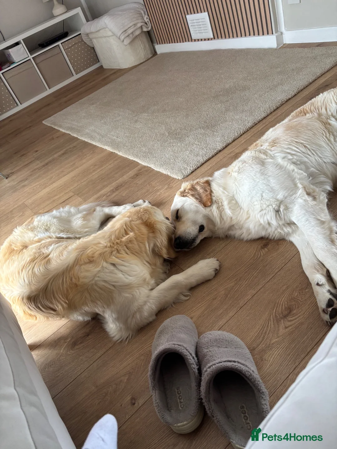 Goldendoodle dogs for sale: GOLDENDOODLES  - Advert 2