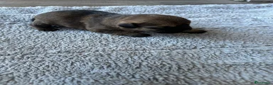 Border Terrier Puppy 3