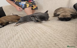 French Bulldog dogs for sale: French bulldog  - Image 8