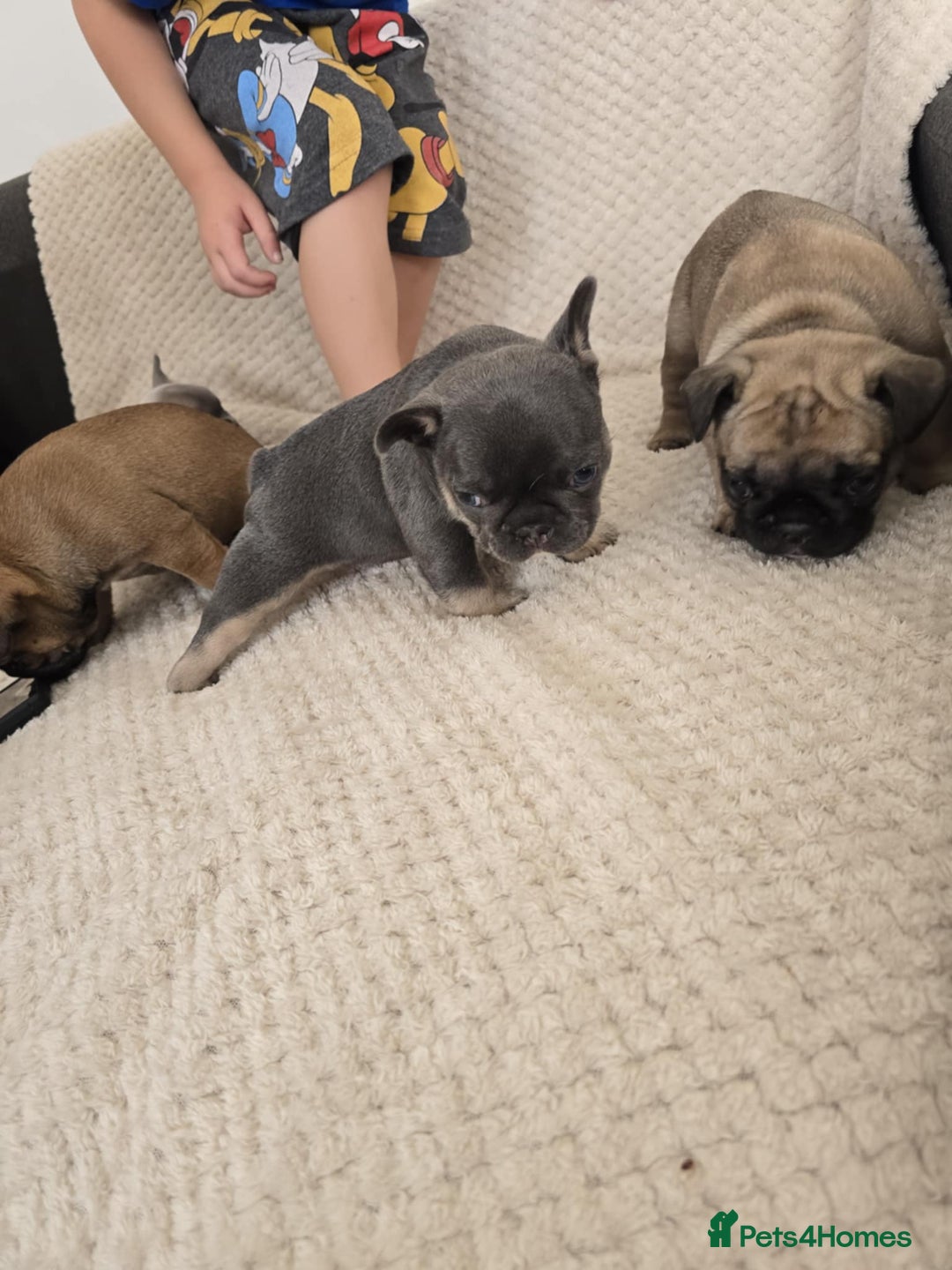 French Bulldog dogs for sale: French bulldog  - Image 8