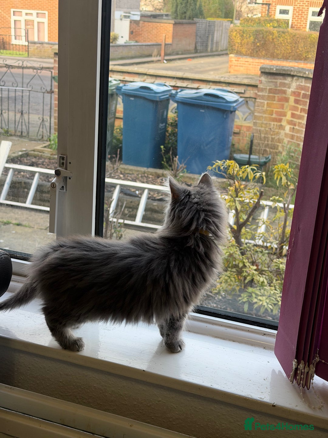 Maine Coon cats for sale: Maine Coon - Advert 5