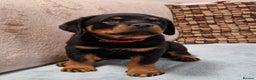 Rottweiler dogs for sale: 🐕 beautiful Rottweiler puppies 🐶  - Advert 3