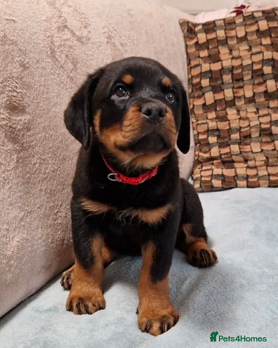 Rottweiler dogs for sale: 🐕 beautiful Rottweiler puppies 🐶  - Advert 3