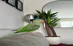 Ringnecks birds for sale: Alexandrine ringneck parrot  - Image 4