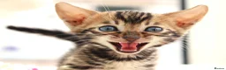 Bengal cats for sale: CUTE BROWN BENGAL MALE KITTENS - Advert 14