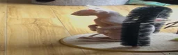 Sphynx cats for sale: Beautiful Sphynx Boy 😊 - Advert 4