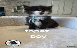 Maine Coon cats for sale: Maine coon kittens - Image 25