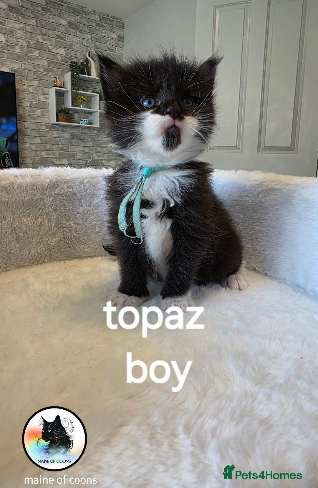 Maine Coon cats for sale: Maine coon kittens - Image 25