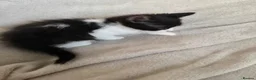 Mixed Breed cats for sale: 5 kittens for sale  in Southend-on-Sea - Advert 9