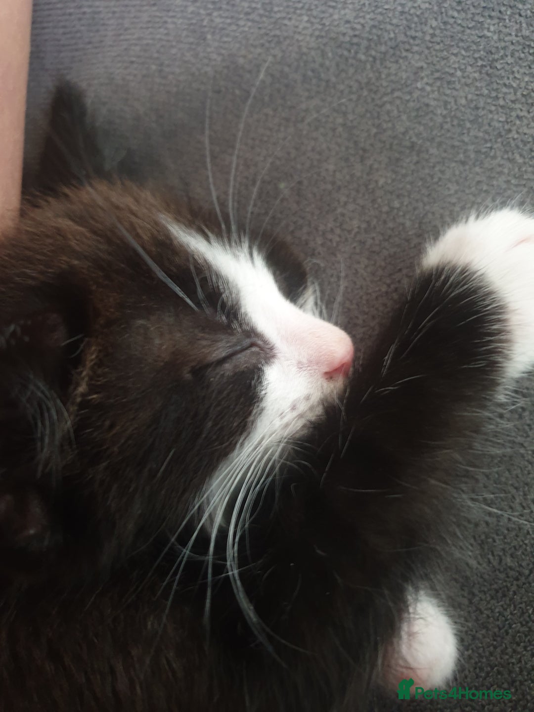 Domestic Shorthair cats for sale: Beautiful Domestic Short-haired kittens - Image 2