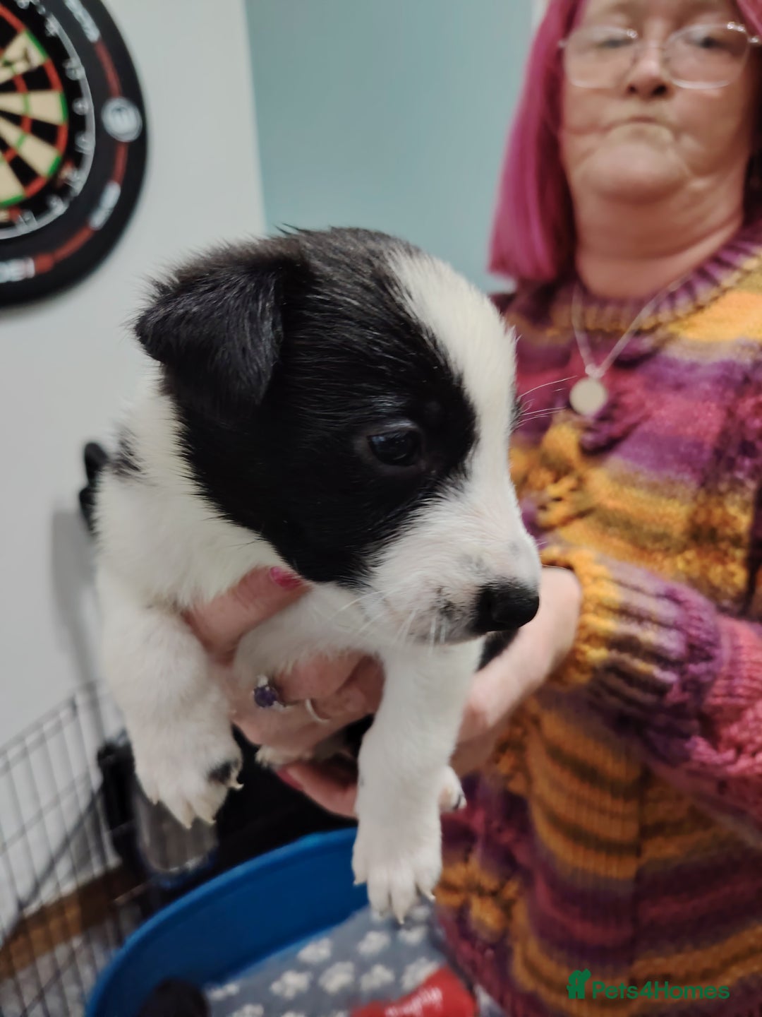 Border Collie dogs for sale: Border collie and blue merle  - Advert 10