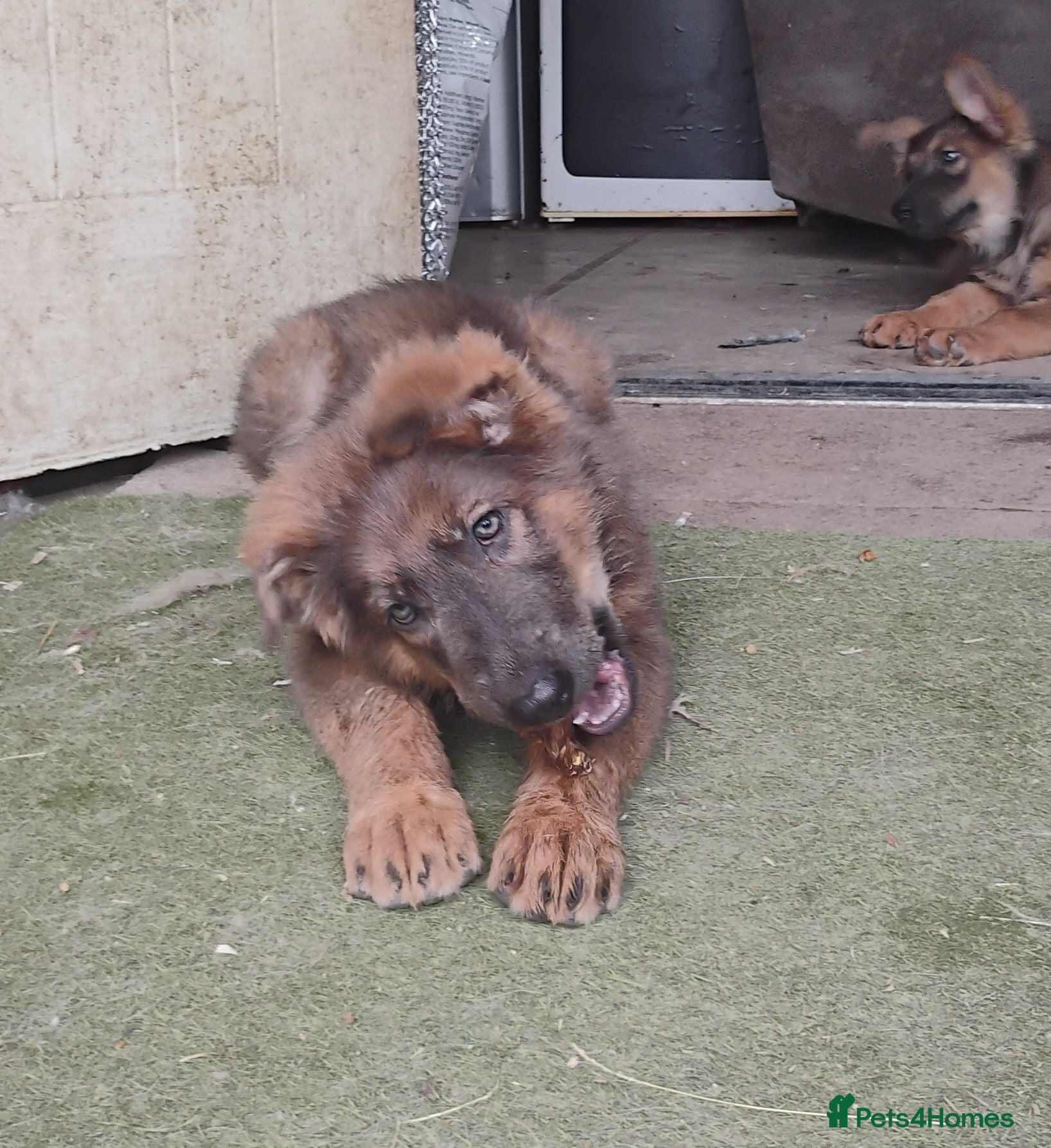 German Shepherd dogs German shepherd bitch pups - Advert 2